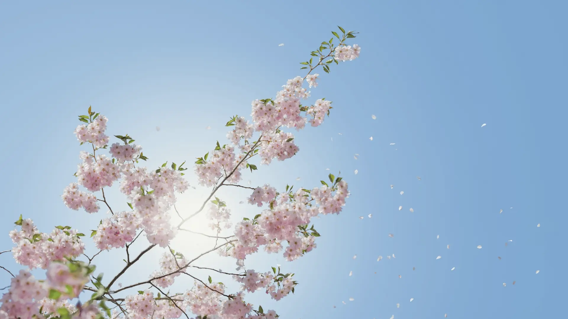 cherry blossom